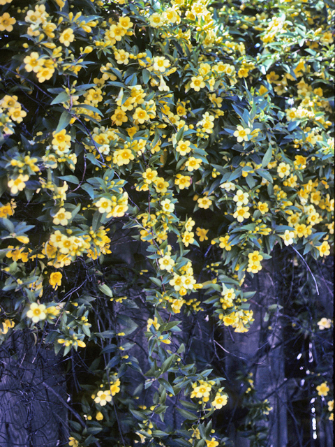 Yellow Jessamine, Carolina Jessamine, Everlasting Trumpetflower, Yellow Jessamine - Gelsemium sempervirens 3
