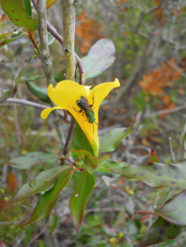 Yellow Jessamine, Carolina Jessamine, Everlasting Trumpetflower, Yellow Jessamine - Gelsemium sempervirens 2