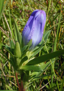 Soapwort Gentian, Harvestbells - Gentiana saponaria