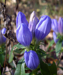 Soapwort Gentian, Harvestbells - Gentiana saponaria 2