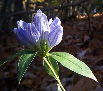 Striped Gentian, Sampson’s Snakeroot - Gentiana villosa