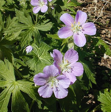 Wild Geranium - Geranium maculatum