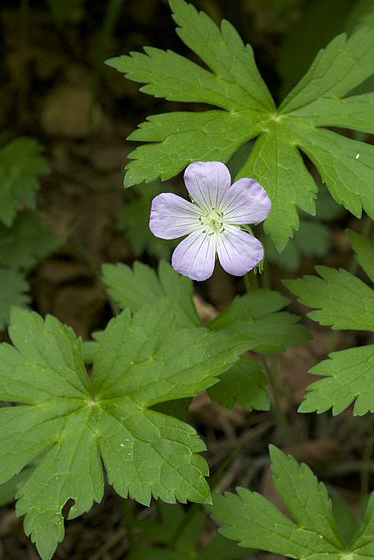 Wild Geranium - Geranium maculatum 2