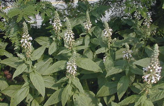 Germander - Teucrium canadense