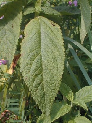 Germander - Teucrium canadense 2