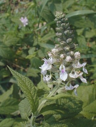 Germander - Teucrium canadense 1