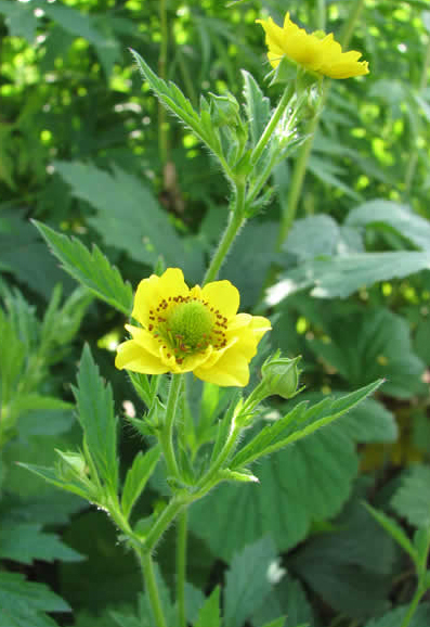 Yellow Avens - Geum aleppicum