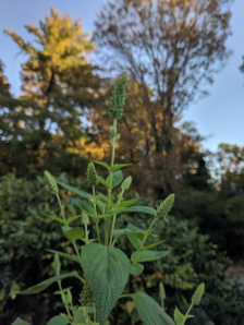 Purple Giant Hyssop - Agastache scrophulariifolia 2