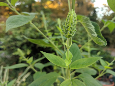 Purple Giant Hyssop - Agastache scrophulariifolia 3