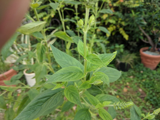 Purple Giant Hyssop - Agastache scrophulariifolia