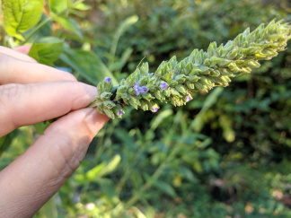 Purple Giant Hyssop - Agastache scrophulariifolia 5