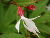 Bowman’s Root, Indian Physic - Gillenia trifoliata (Porteranthus trifoliatus) 4