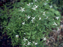Bowman’s Root, Indian Physic - Gillenia trifoliata (Porteranthus trifoliatus) 3