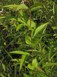 Midwestern Indian Physic, American Ipecac - Gillenia stipulata (Porteranthus stipulata) 7