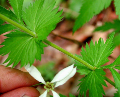 Midwestern Indian Physic, American Ipecac - Gillenia stipulata (Porteranthus stipulata) 6