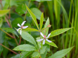 Midwestern Indian Physic, American Ipecac - Gillenia stipulata (Porteranthus stipulata) 5