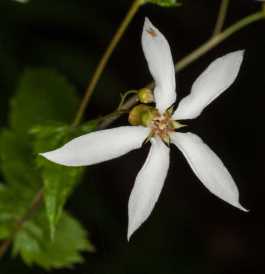 Midwestern Indian Physic, American Ipecac - Gillenia stipulata (Porteranthus stipulata) 4