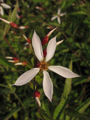 Midwestern Indian Physic, American Ipecac - Gillenia stipulata (Porteranthus stipulata) 3