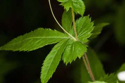 Midwestern Indian Physic, American Ipecac - Gillenia stipulata (Porteranthus stipulata) 2