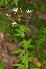 Midwestern Indian Physic, American Ipecac - Gillenia stipulata (Porteranthus stipulata)