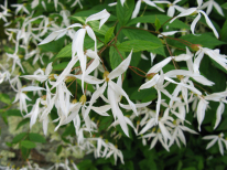 Bowman’s Root, Indian Physic - Gillenia trifoliata (Porteranthus trifoliatus) 2