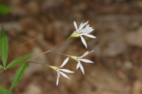 Bowman’s Root, Indian Physic - Gillenia trifoliata (Porteranthus trifoliatus) 6