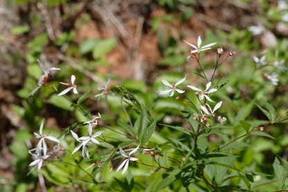 Bowman’s Root, Indian Physic - Gillenia trifoliata (Porteranthus trifoliatus)