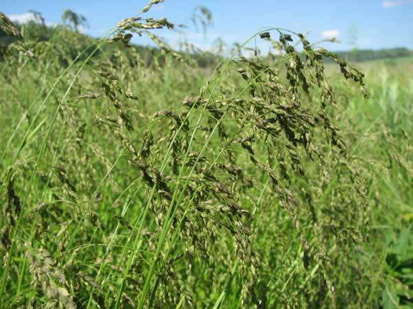 Reed Manna Grass, American Manna Grass - Glyceria grandis
