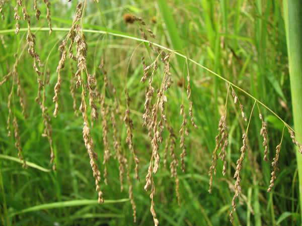 Fowl Mannagrass, Fowl Manna Grass - Glyceria striata