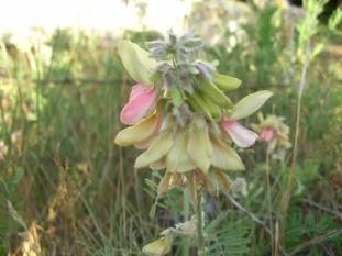 Goat’s Rue, Virginia Tephrosia - Tephrosia virginiana