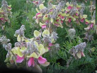 Goat’s Rue, Virginia Tephrosia - Tephrosia virginiana 1