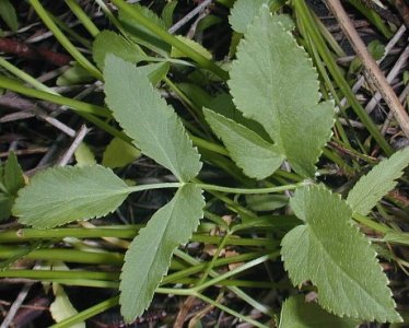 Golden Alexanders, Golden Zizia - Zizia aurea