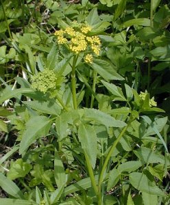 Golden Alexanders, Golden Zizia - Zizia aurea 1