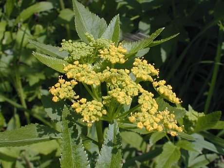 Golden Alexanders, Golden Zizia - Zizia aurea 2