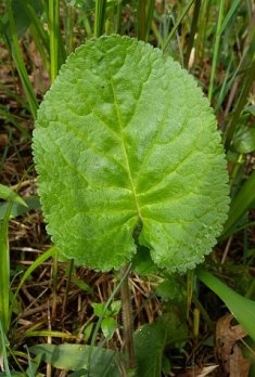 Golden Ragwort - Packera aurea (Senecio aureus) 1