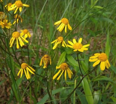 Golden Ragwort - Packera aurea (Senecio aureus)