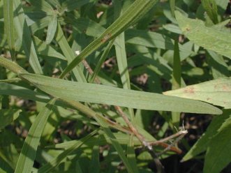 Grass-leaved Goldenrod, Flat-top Goldenrod - Euthamia graminifolia (Solidago graminifolia)