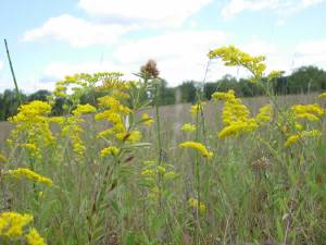 Gray Goldenrod, Old Field Goldenrod - Solidago nemoralis 2