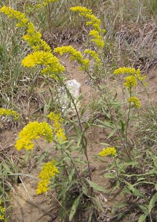 Gray Goldenrod, Old Field Goldenrod - Solidago nemoralis 1