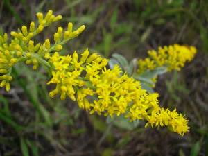 Gray Goldenrod, Old Field Goldenrod - Solidago nemoralis