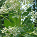 Great Indian Plantain - Arnoglossum reniforme (Cacalia muehlenbergii)