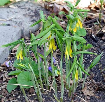 Great Merrybells, Large-flowered Bellwort - Uvularia grandiflora 1