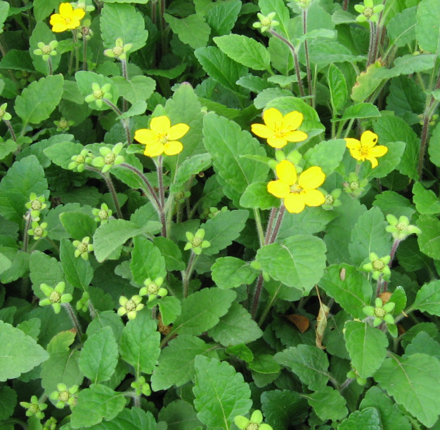 Green-and-Gold, Golden Star - Chrysogonum virginianum