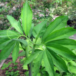 Green Dragon - Arisaema dracontium