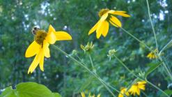 Green-headed Coneflower, Wild Golden Glow, Cutleaf Coneflower - Rudbeckia laciniata 3