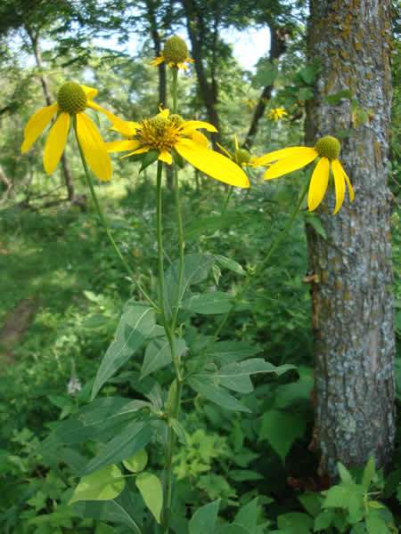 Green-headed Coneflower, Wild Golden Glow, Cutleaf Coneflower - Rudbeckia laciniata