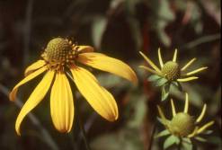 Green-headed Coneflower, Wild Golden Glow, Cutleaf Coneflower - Rudbeckia laciniata 1