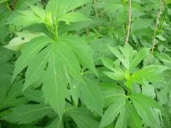 Green-headed Coneflower, Wild Golden Glow, Cutleaf Coneflower - Rudbeckia laciniata 2