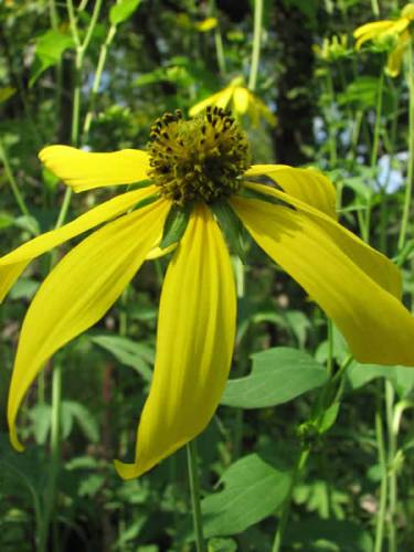 Green-headed Coneflower, Wild Golden Glow, Cutleaf Coneflower - Rudbeckia laciniata 4