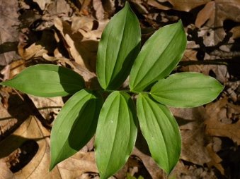 Hairy Solomon’s Seal, Small Solomon’s Seal - Polygonatum pubescens 3